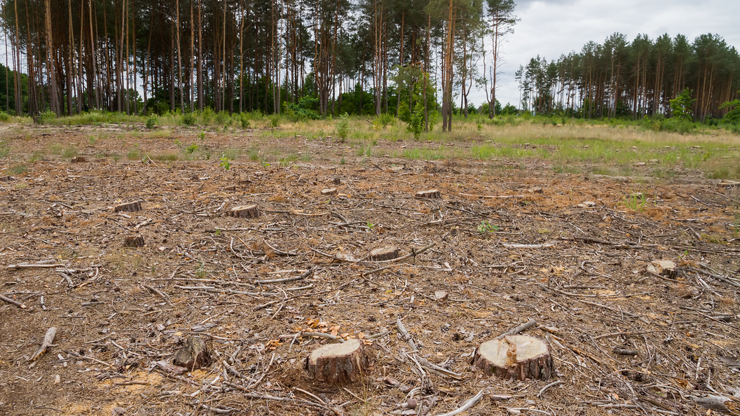 Кострома - "зеленые глаза"!