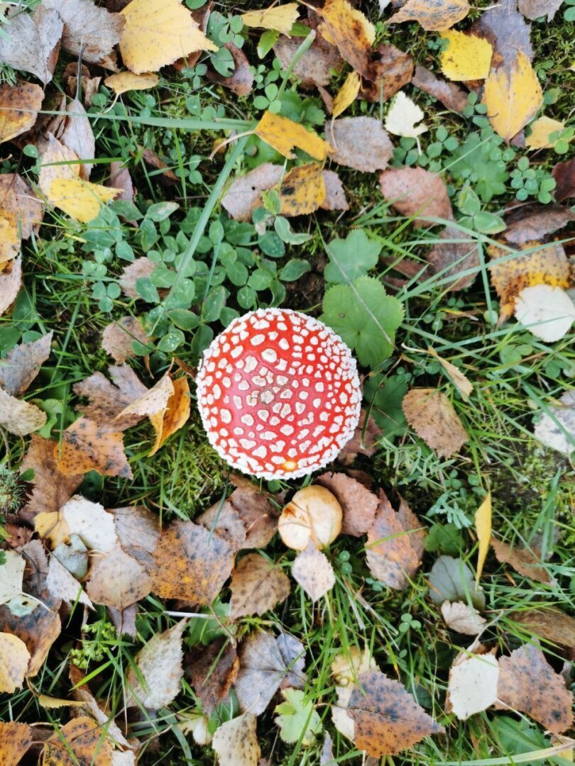 Мухоморы - польза или вред?