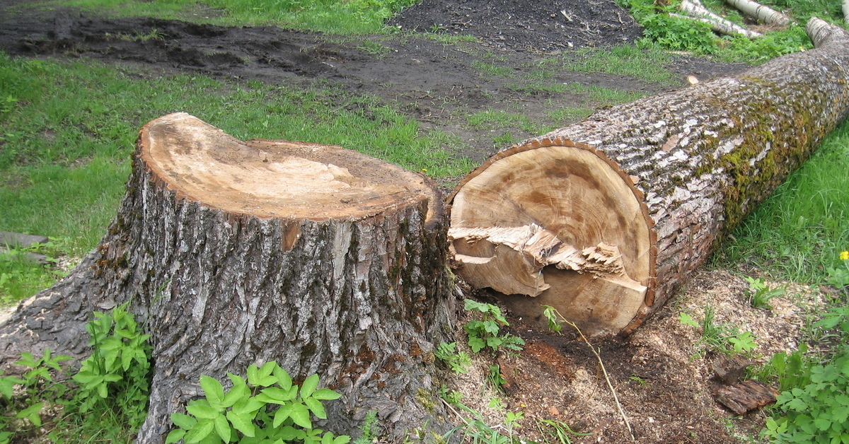Как уберечь дерево, растущее во дворе, а тем более «краснокнижное», от уничтожения? Куда обращаться? Как наказать виновников?