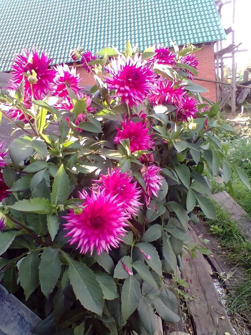 Стена из георгинов – странности этой осени