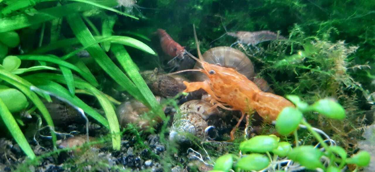 Мексиканец в вашем аквариуме. Карликовый оранжевый рак.
