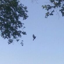 Φοῖνιξ, г. Москва