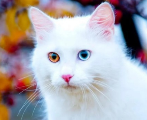 Стамбул рай для кошек