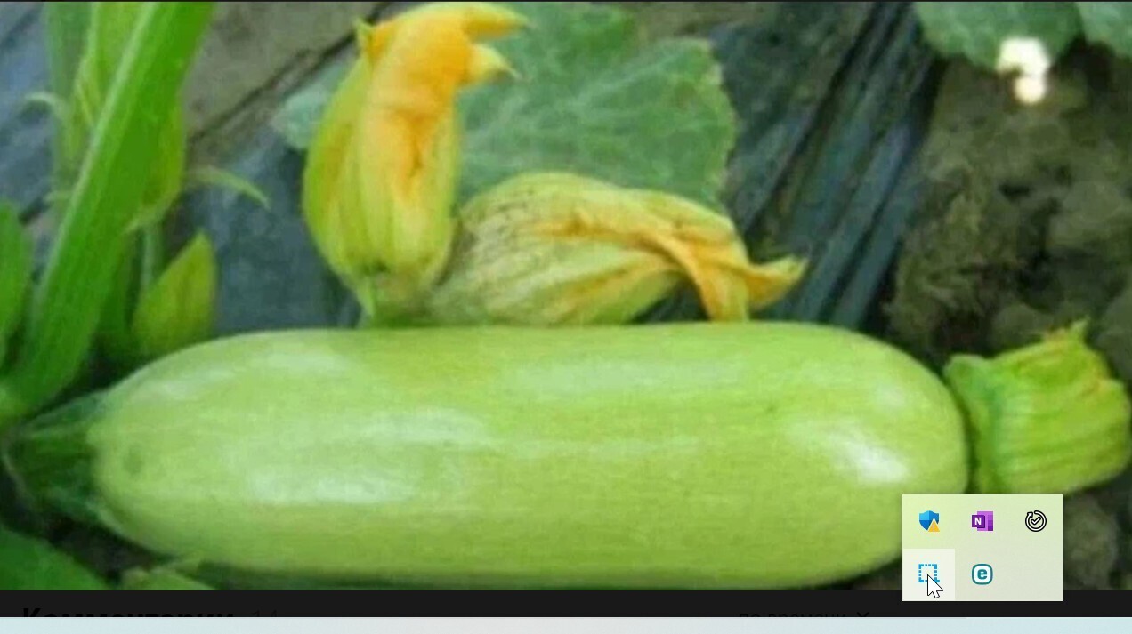 Опыт выращивания новых сортов кабачков