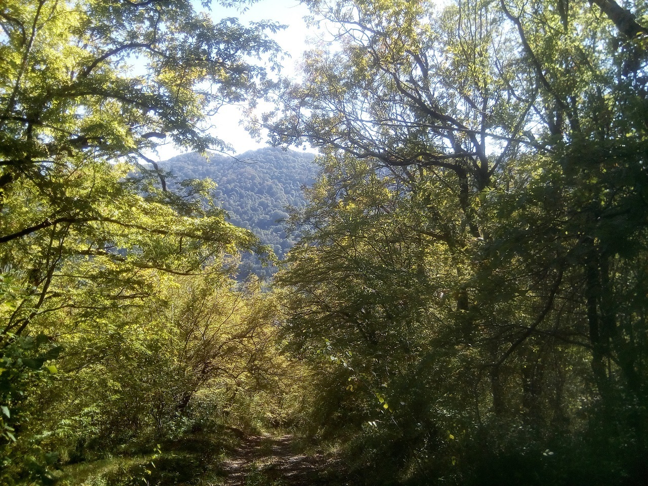 Осенняя прогулка по лесной дороге в горах в окрестностях Головинки