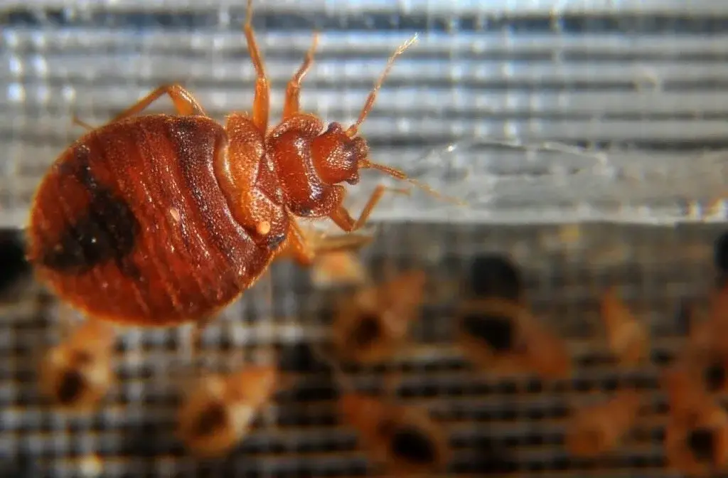 Маленькие, но самые опасные животные в мире