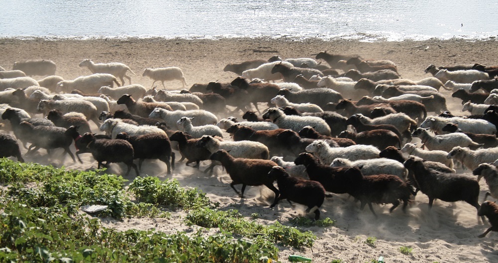 "Все побежали – и я побежал": почему в России так распространено стадное мышление?