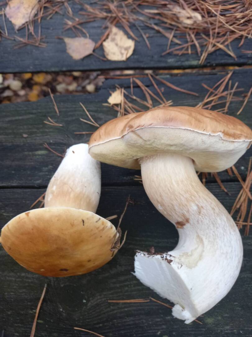 Как Вам «тихая охота» в 2022 году?