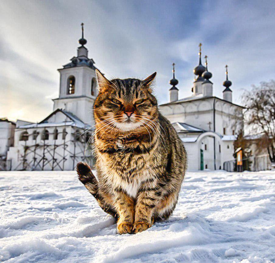Как люди избавляются от надоевших питомцев? Некоторые подбрасывают кошек... в монастырь!
