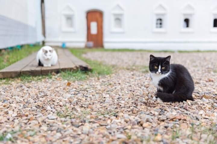 Как люди избавляются от надоевших питомцев? Некоторые подбрасывают кошек... в монастырь!