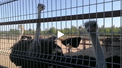 Роскошная усадьба Марьино под Петербугом: ферма, дворец и шикарный английский парк