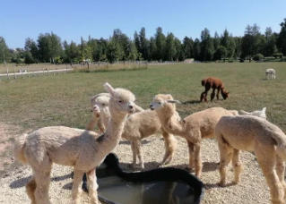 Роскошная усадьба Марьино под Петербугом: ферма, дворец и шикарный английский парк