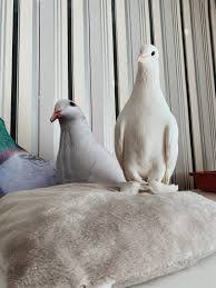 И смех и... Курьезные законы Австралии