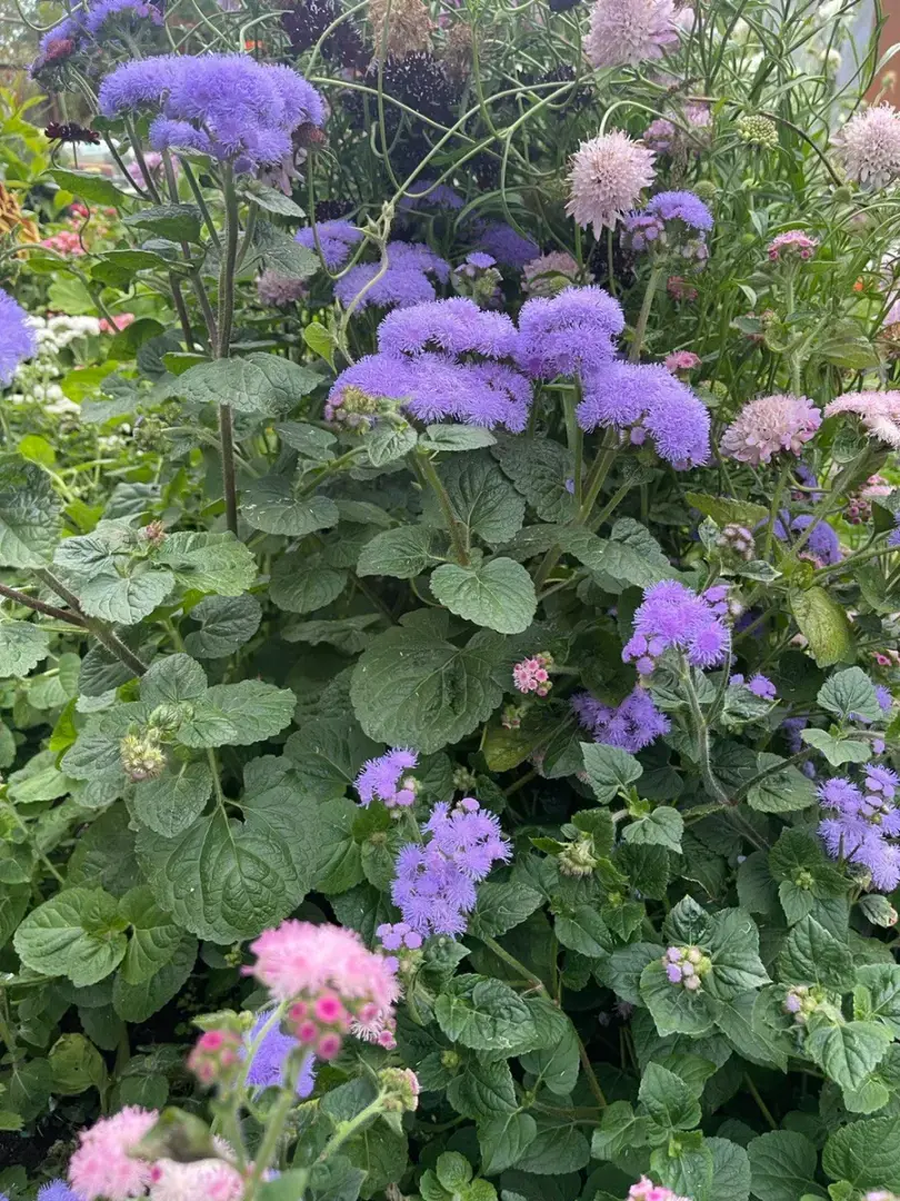 Получили маткапитал, хотя ребенка нет: объясняю, почему это законно, но не справедливо