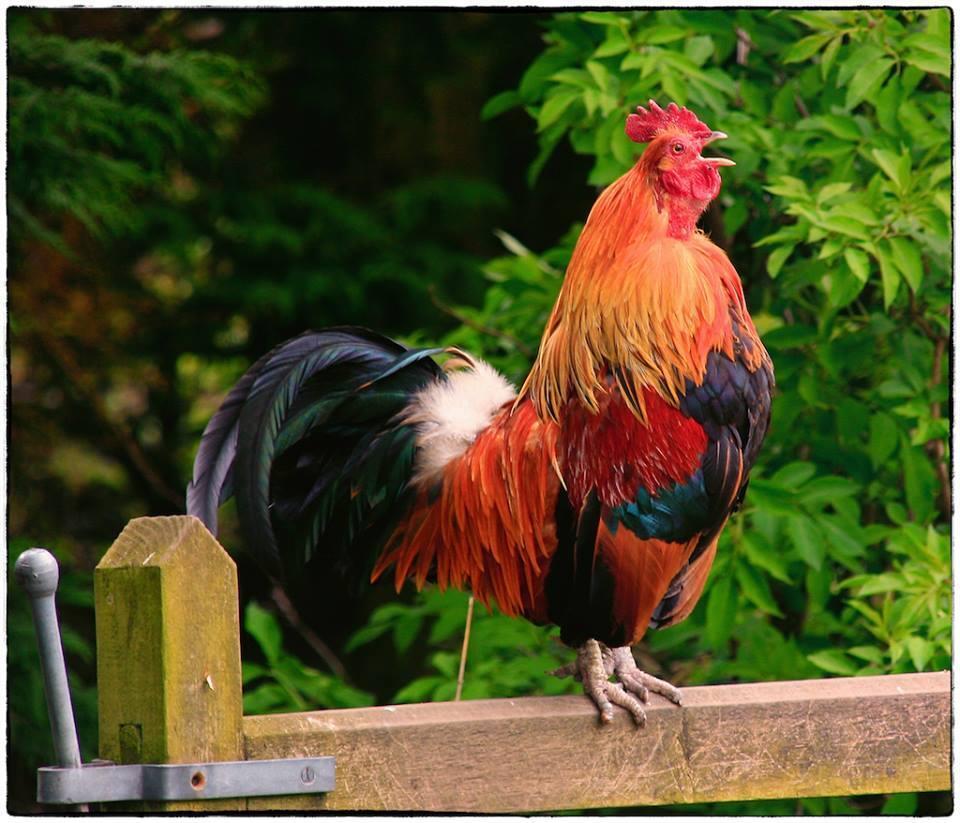 Заставить петуха кукарекать, когда Вам это нужно - это наука
