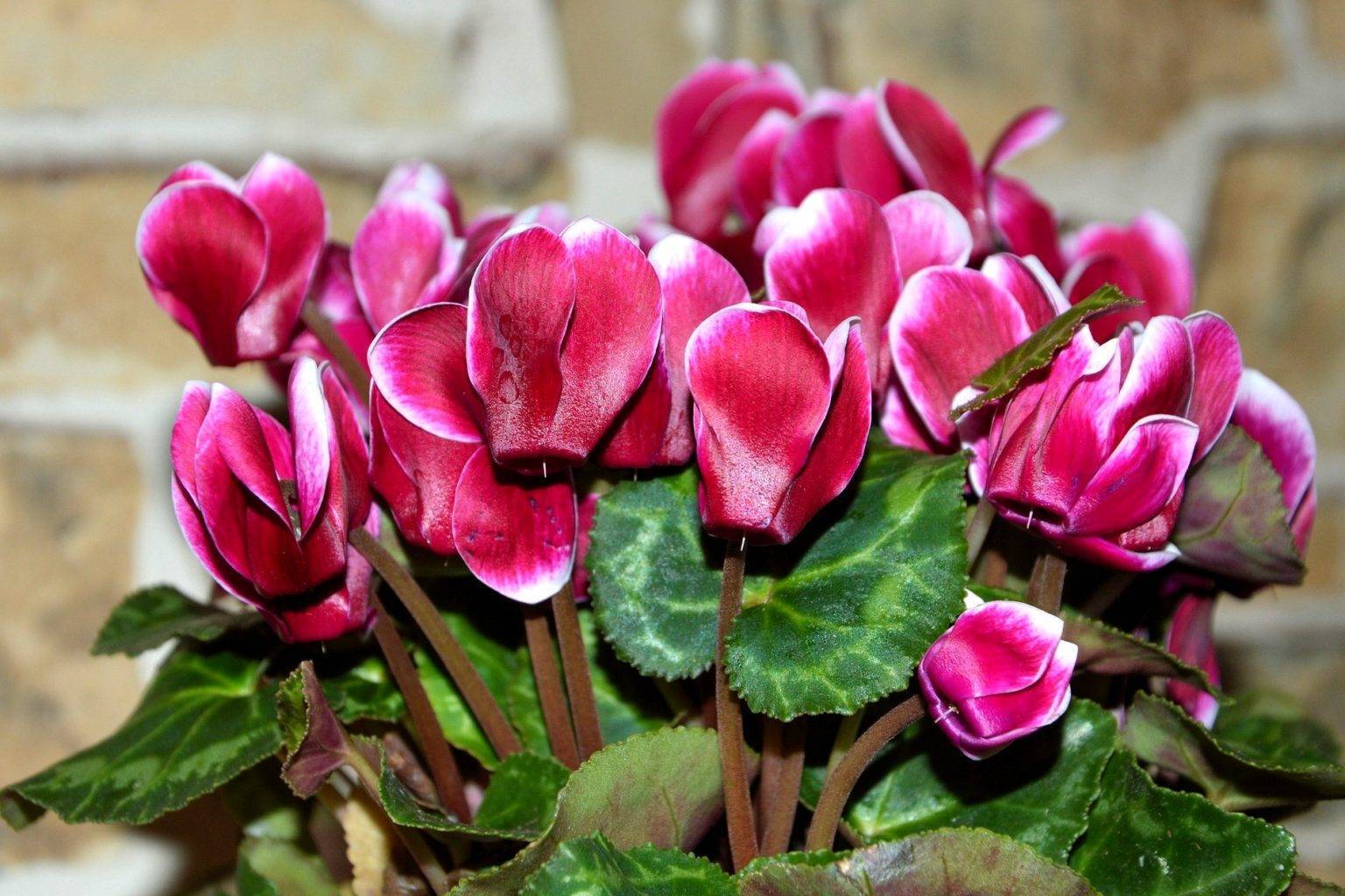 Алоэ опасен, и еще 6 домашних растений, которые могут навредить