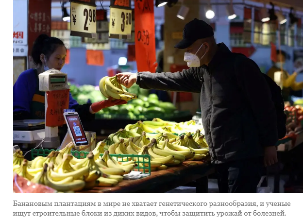 Продолжаются поиски таинственных предков бананов