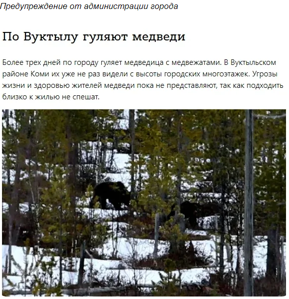 Моя встреча с медведем или По тайге на шпильках