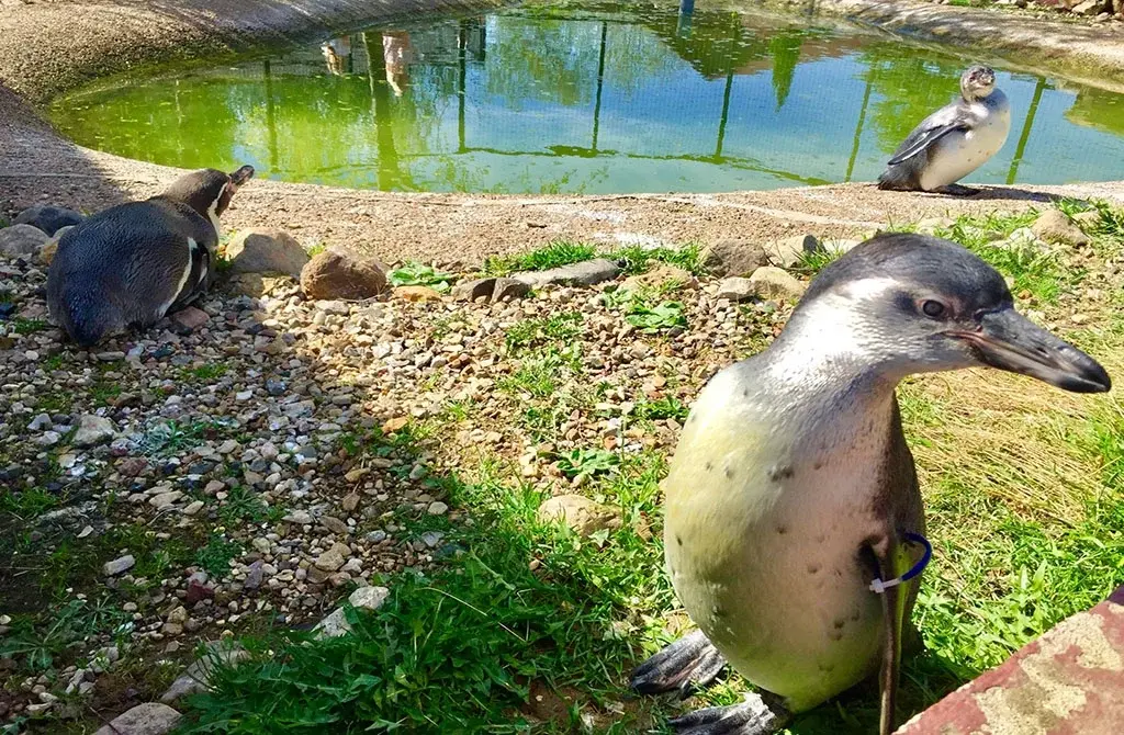 Парк птиц «Воробьи» - самый большой парк птиц в России