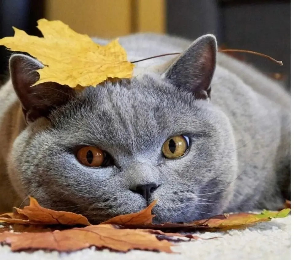 Как я монетизировала немонетизируемый сайт, или стоит ли верить приметам.