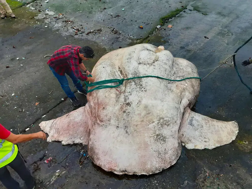 Не просто крупная рыба, а, возможно, самая большая костистая рыба.