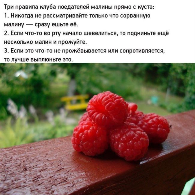 Весёлые злоключения сколецифоба, или Ну что в них такого ужасного?