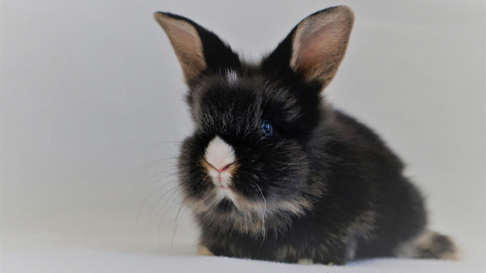 Встречаем кролика в 2023 году