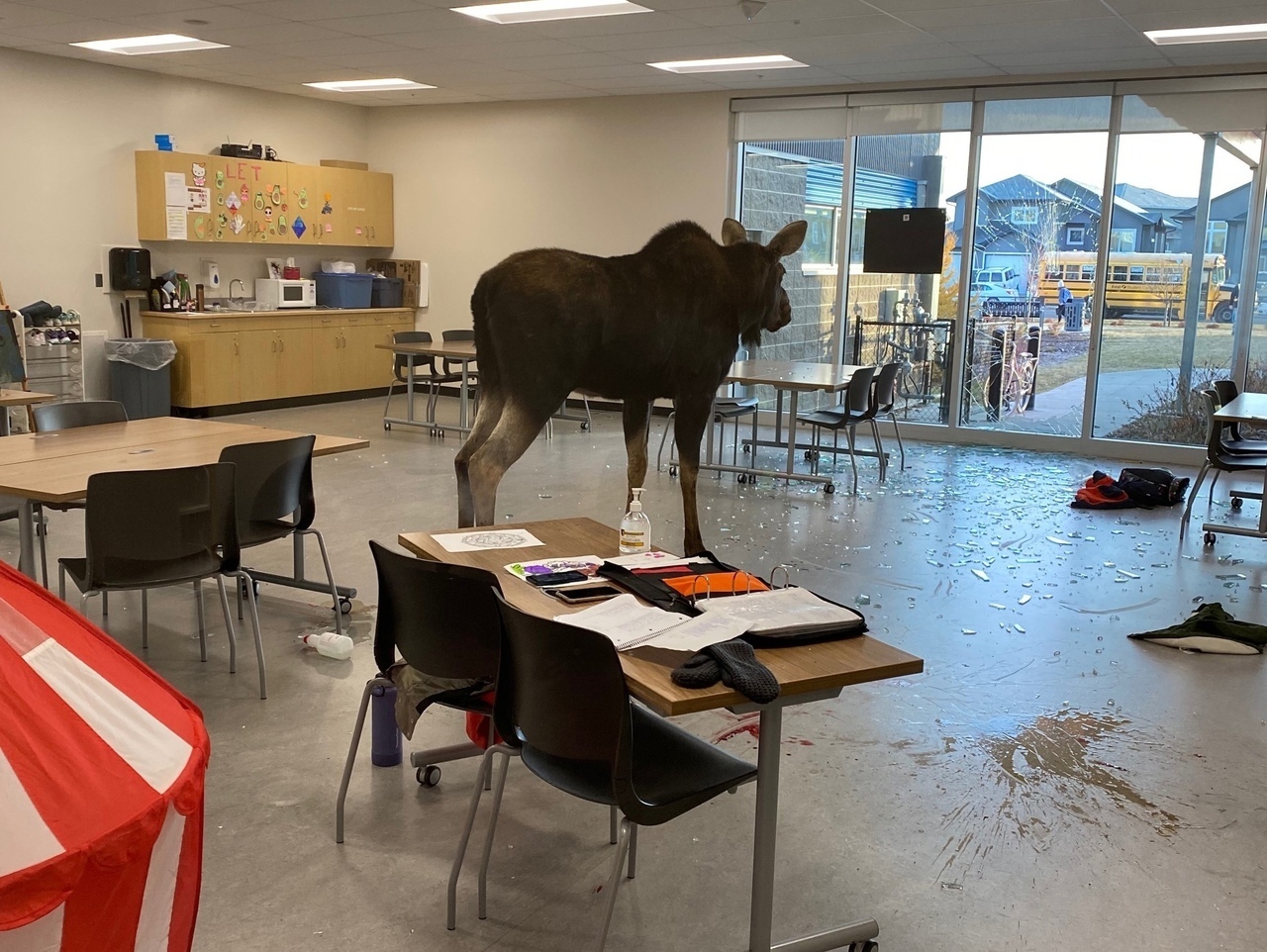 Ничего необычного, просто лось ворвался в канадскую школу и не захотел уходить!