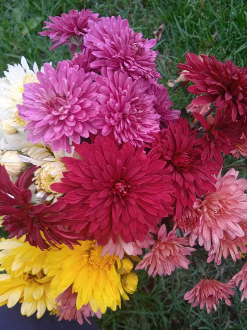 Осенние цветы. До чего же красивы и шикарны хризантемы холодной осенью!