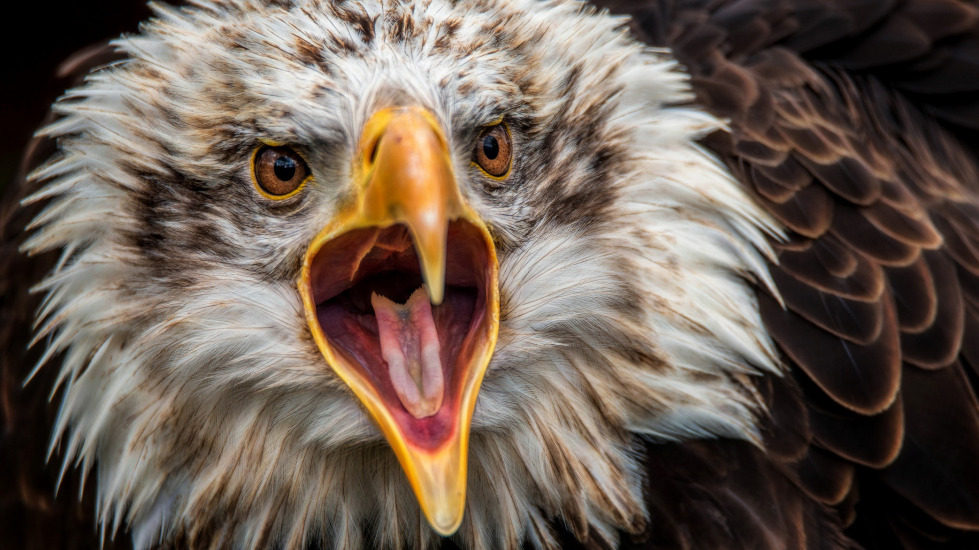 Кричащие орлы. Факты о карательной дивизии США