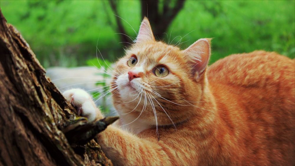 Исследование Парижского университета подтвердило, что кошки узнают голос хозяина.