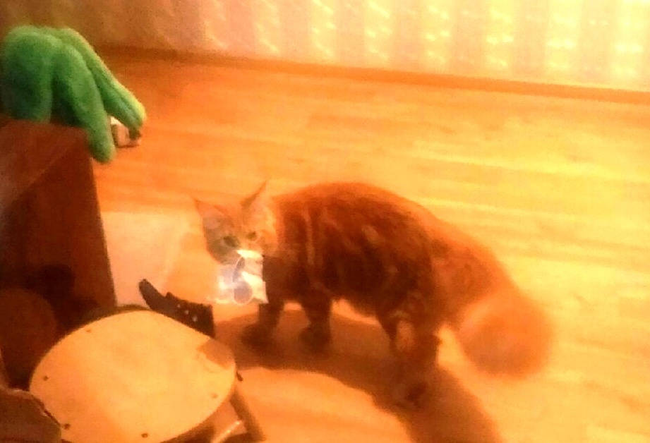 О замечательных мейн-кунах и моем Кураме