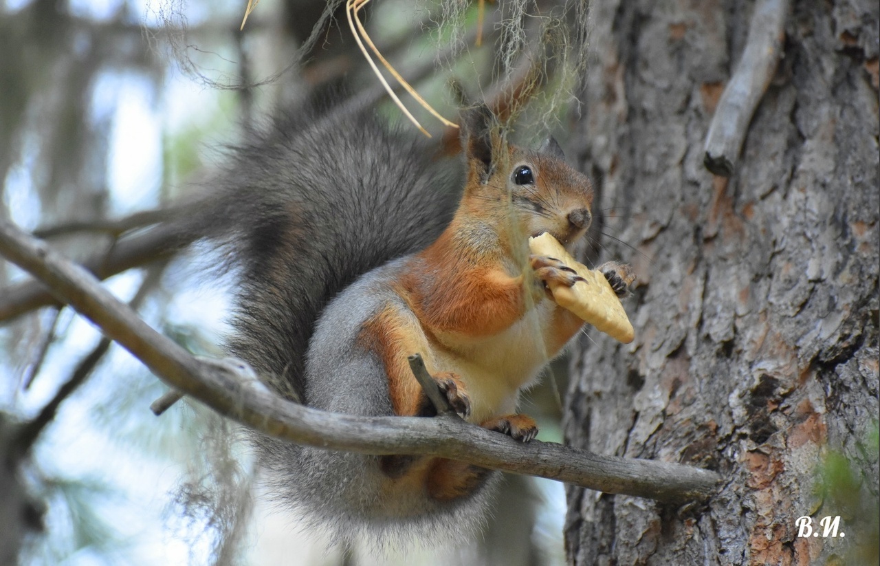 Белки. Золотистые рыжульки, такие позитивные и доверчивые, ждут вашей помощи!