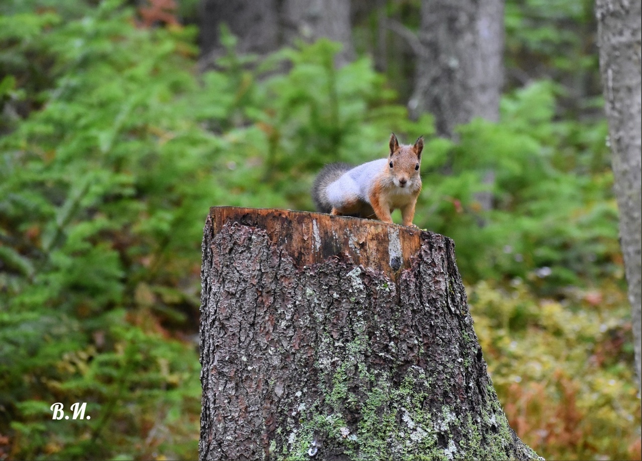 Белки. Золотистые рыжульки, такие позитивные и доверчивые, ждут вашей помощи!