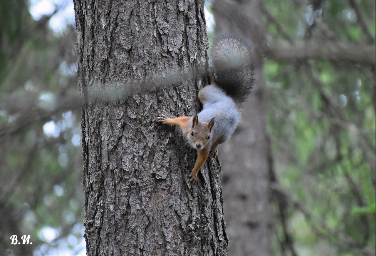 Белки. Золотистые рыжульки, такие позитивные и доверчивые, ждут вашей помощи!