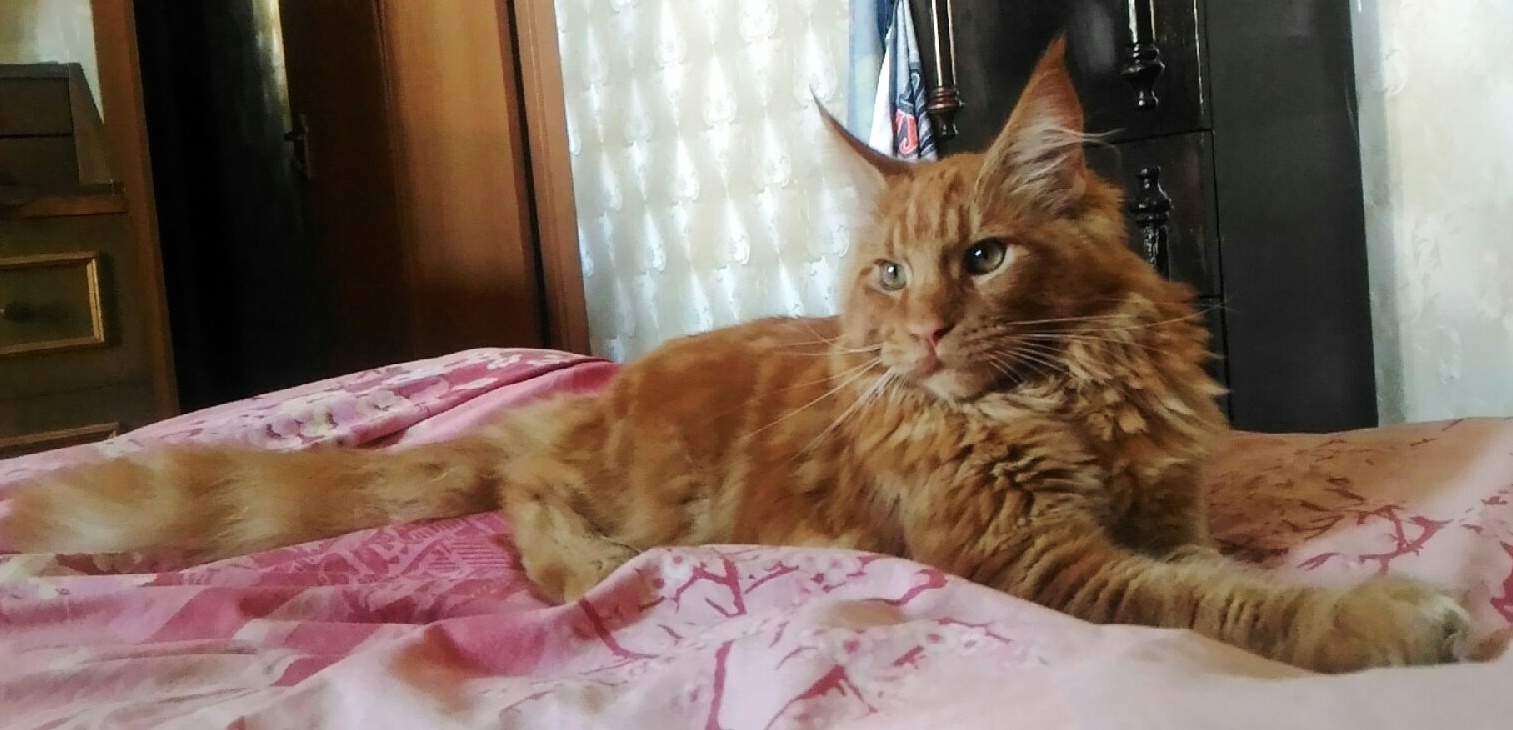 О замечательных мейн-кунах и моем Кураме