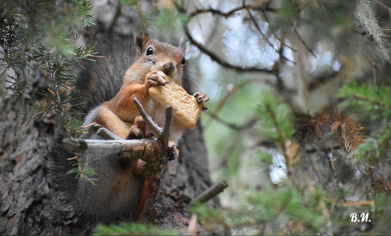Белки. Золотистые рыжульки, такие позитивные и доверчивые, ждут вашей помощи!