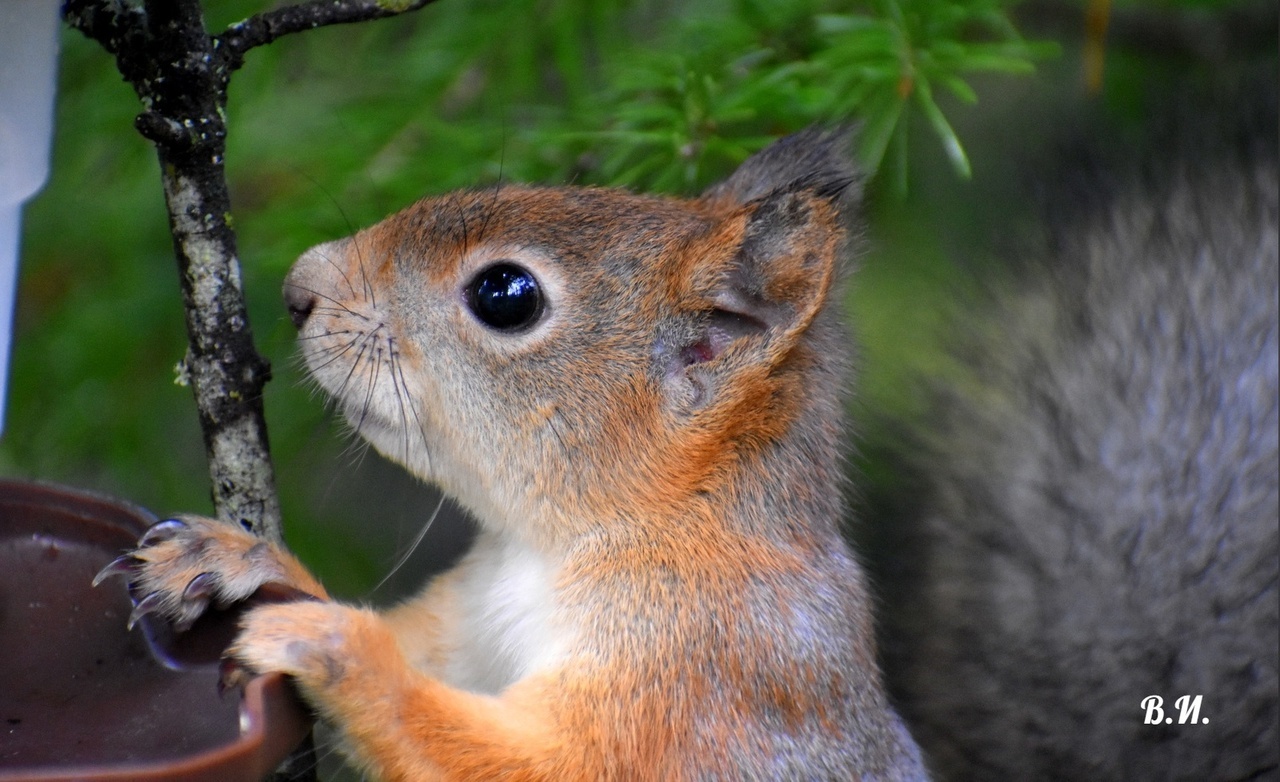 Белки. Золотистые рыжульки, такие позитивные и доверчивые, ждут вашей помощи!