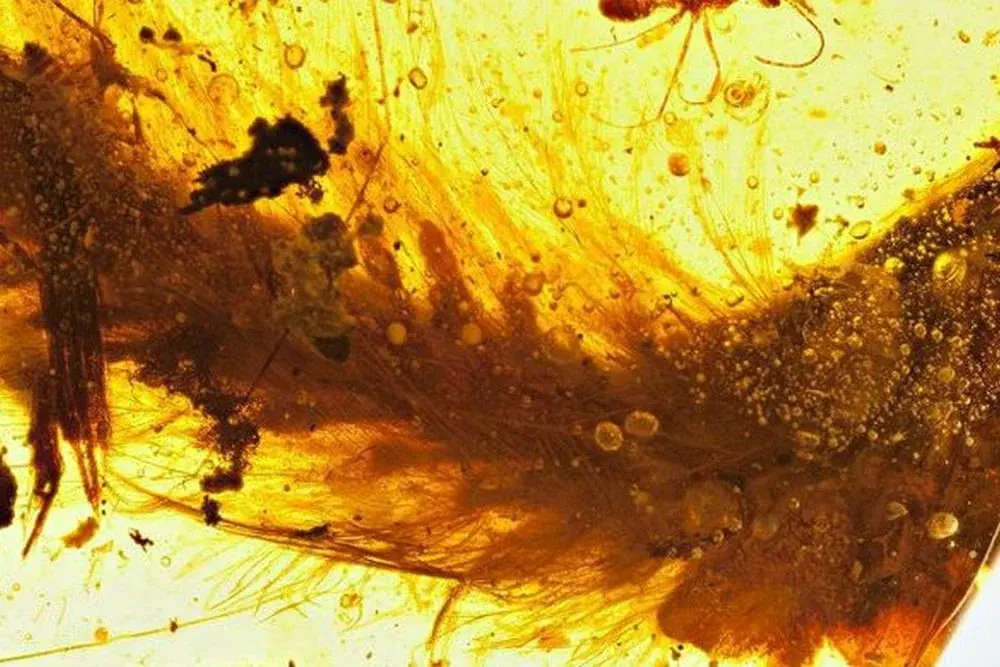 В смоле нашли хвост динозавра в перьях