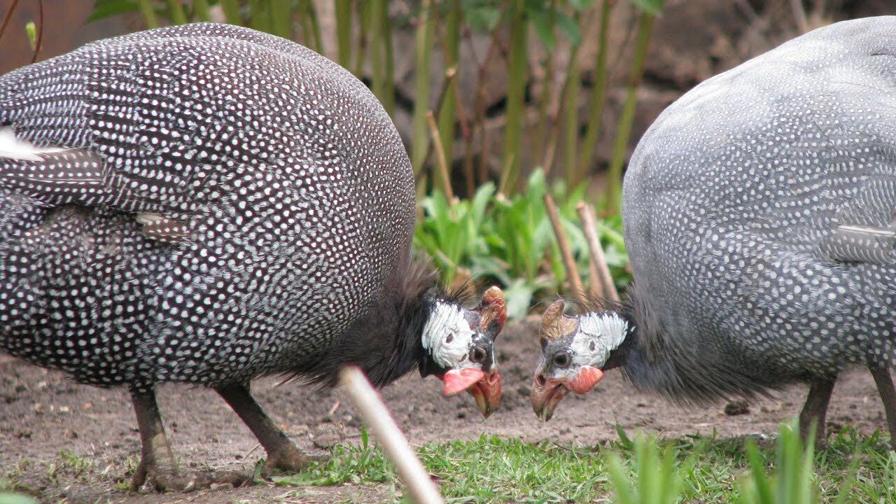 Сказка о Чудесной стране.
