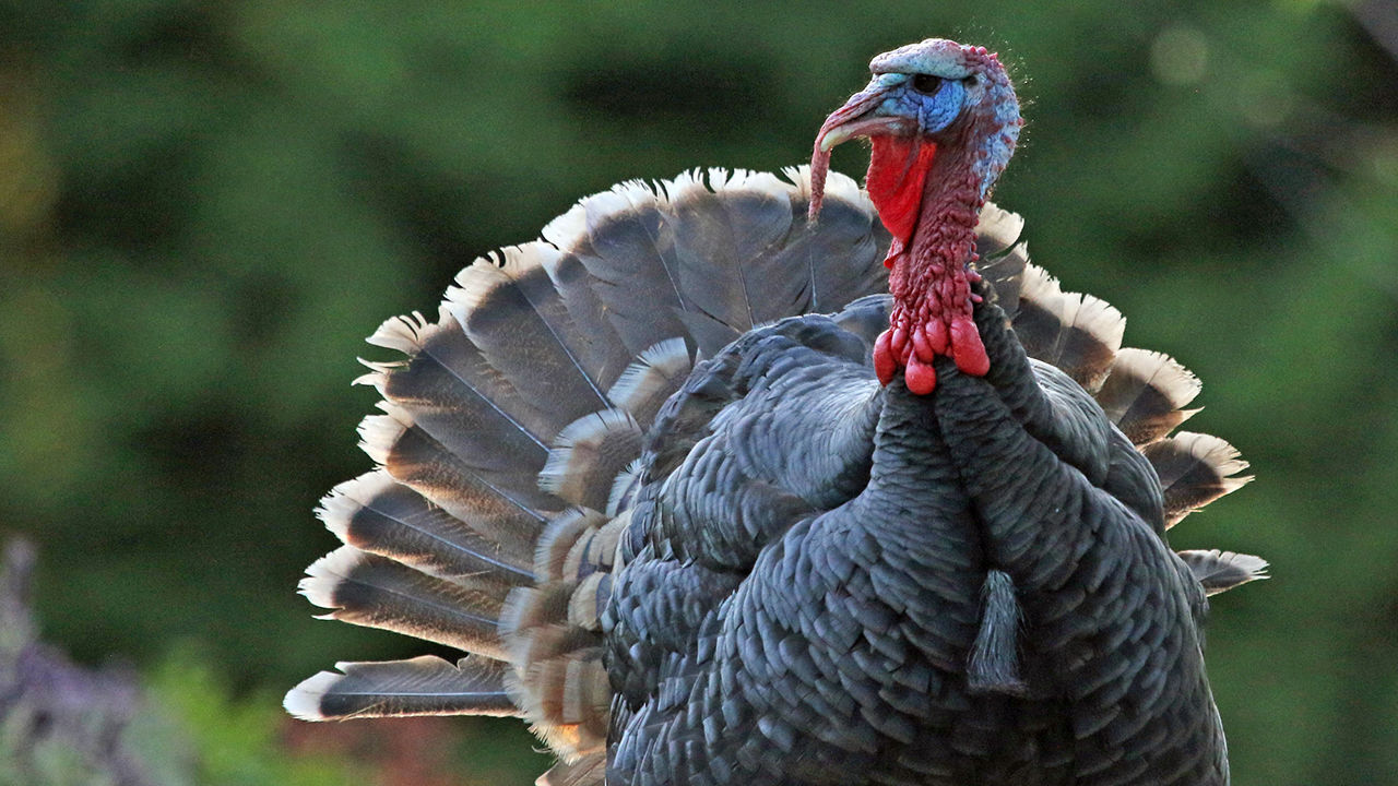 Сказка о Чудесной стране.