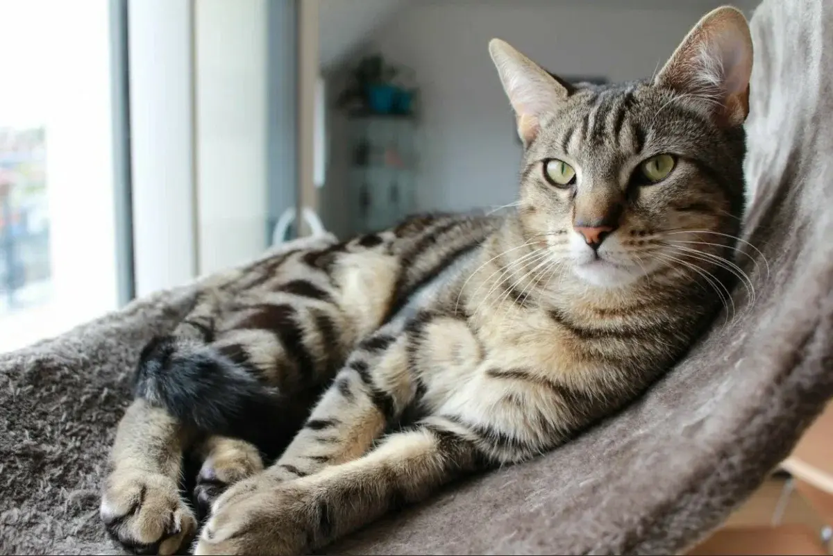 Выбираем кошку. Пушистые создания для квартиры, дома и ребенка