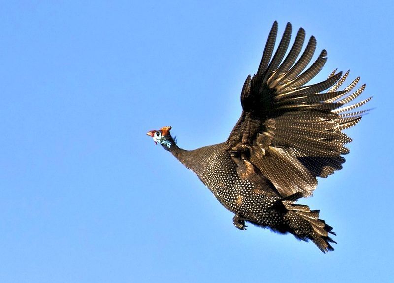 Сказка о Чудесной стране.