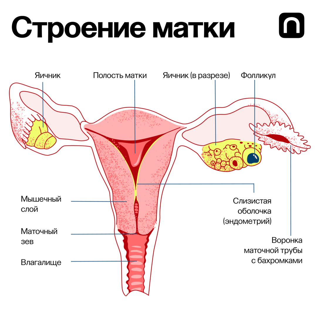 женский организм гормоны из спермы фото 30