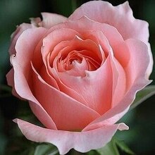 Инна, г. Краснодар