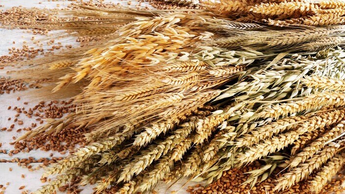 Пробиотики. Клетчатка – полезна для пищеварения?