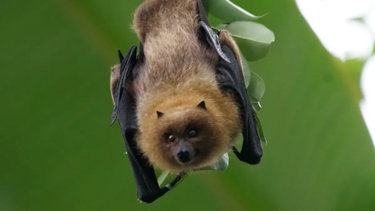 Летучая мышь посреди ночи залезла в унитаз элитного ЖК в Москве и довела хозяина до ужаса