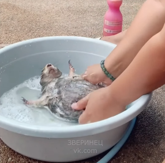 Кто же ты, жирненький?! Комментарии под роликом-Петросян отдыхает!