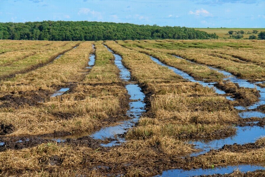 ОСВОЕНИЕ ЗАБОЛОЧЕННЫХ И БОЛОТНЫХ ПОЧВ.