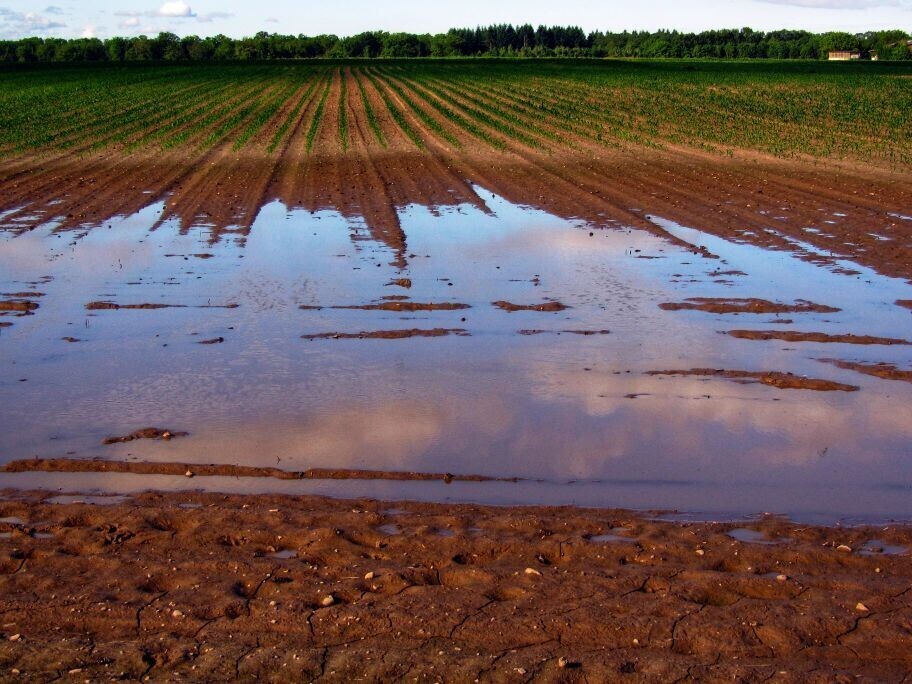 ОСВОЕНИЕ ЗАБОЛОЧЕННЫХ И БОЛОТНЫХ ПОЧВ.